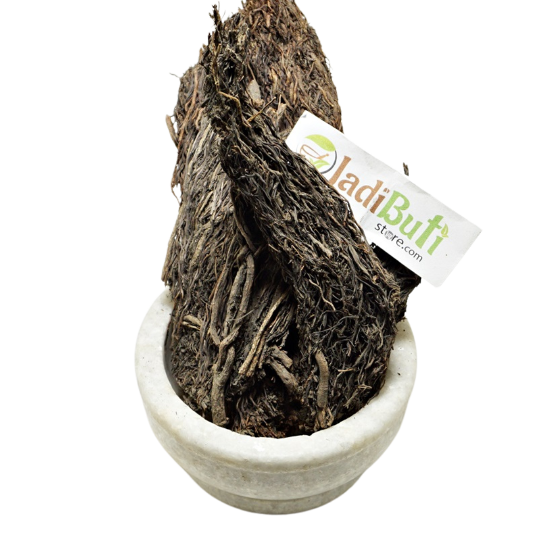 Badh Dadhi / Bargad aerial root (Ficus benghalensis) - Jadibuti Store