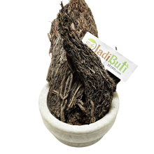 Badh dadhi ( Bargad ) - बड दाढ़ी - Banyan - Ficus Benghalensis