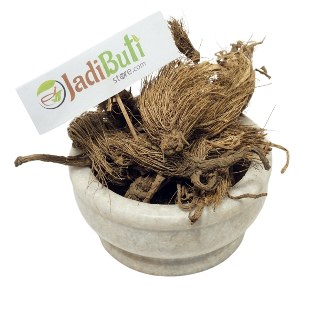 Bhoot Kesari / Beg Kharfas (Selinum vaginatum) - Jadibuti Store