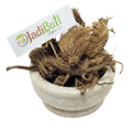 Bhoot Kesari / Beg Kharfas (Selinum vaginatum) - Jadibuti Store