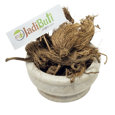 Bhoot Kesari / Beg Kharfas (Selinum vaginatum) - Jadibuti Store