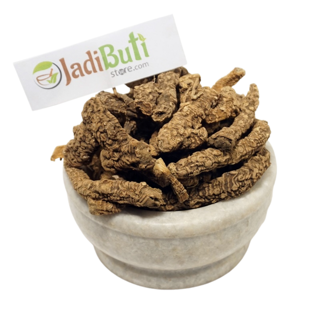 Bekh Sosan / Irsa rhizome (Iris × germanica) - Jadibuti Store