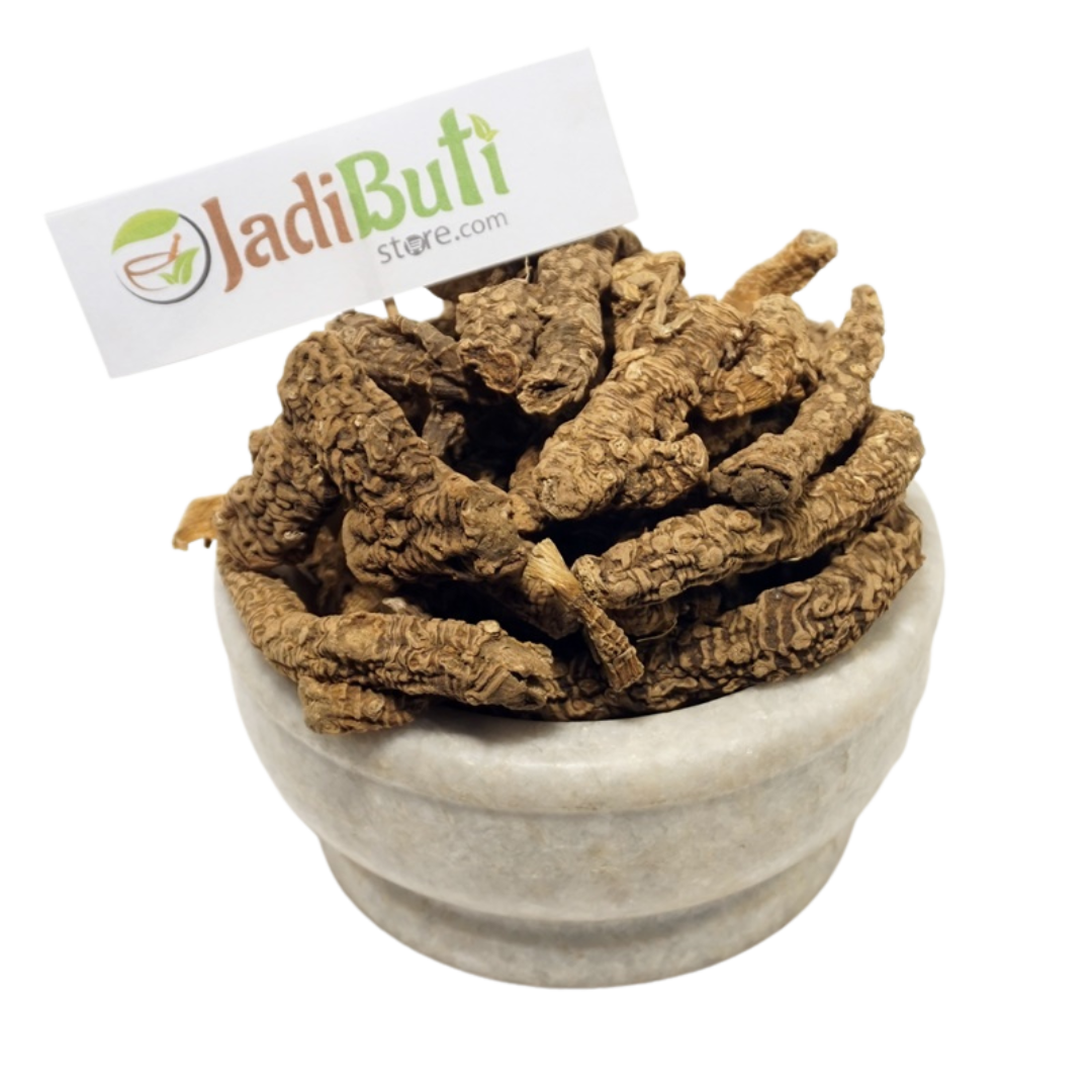 Bekh Sosan / Irsa rhizome (Iris × germanica) - Jadibuti Store