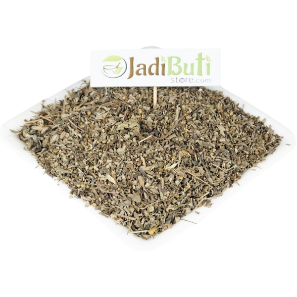 Bhuin Amla भुई आमला stonebreaker  - Phyllanthus niruri
