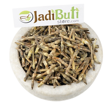 Dhikamali दिकामाली Gummy Gardenia - Gardenia Gummifera