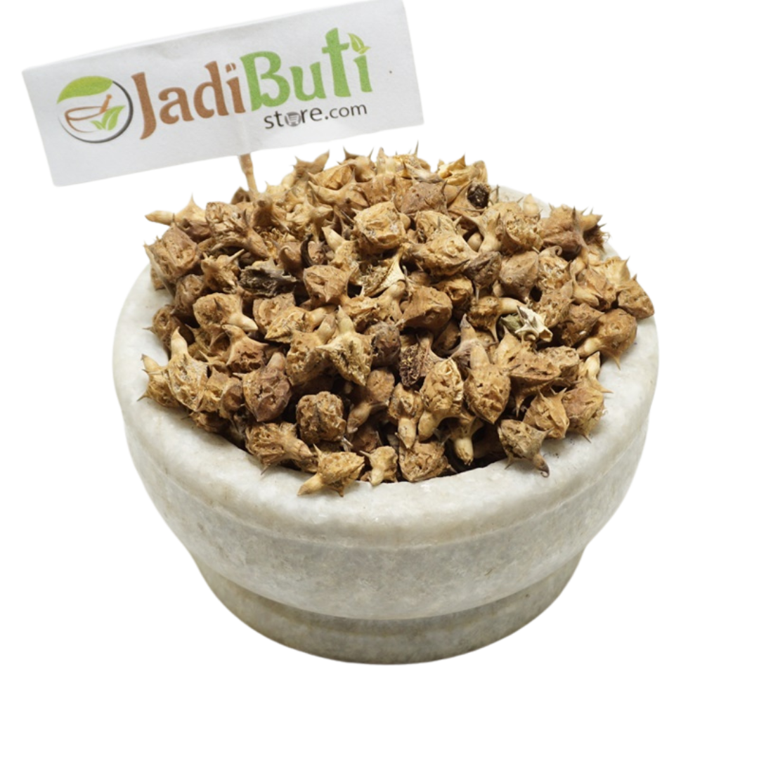 Gokhru Bada fruit - गोखरू बड़ा - Pedalium murex