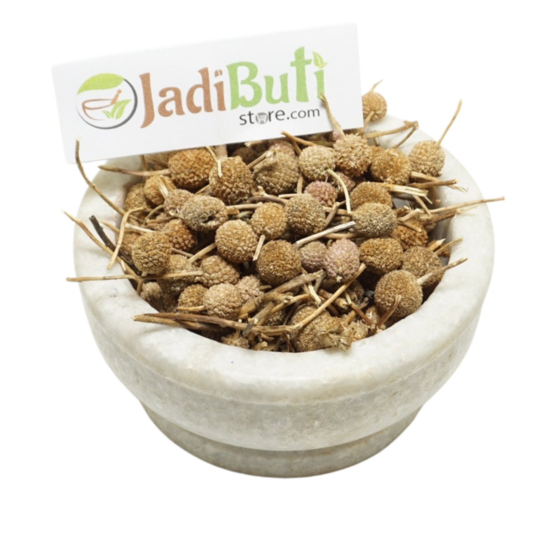 Gorakh Mundi whole herb (Sphaeranthus indicus) - Jadibuti Store