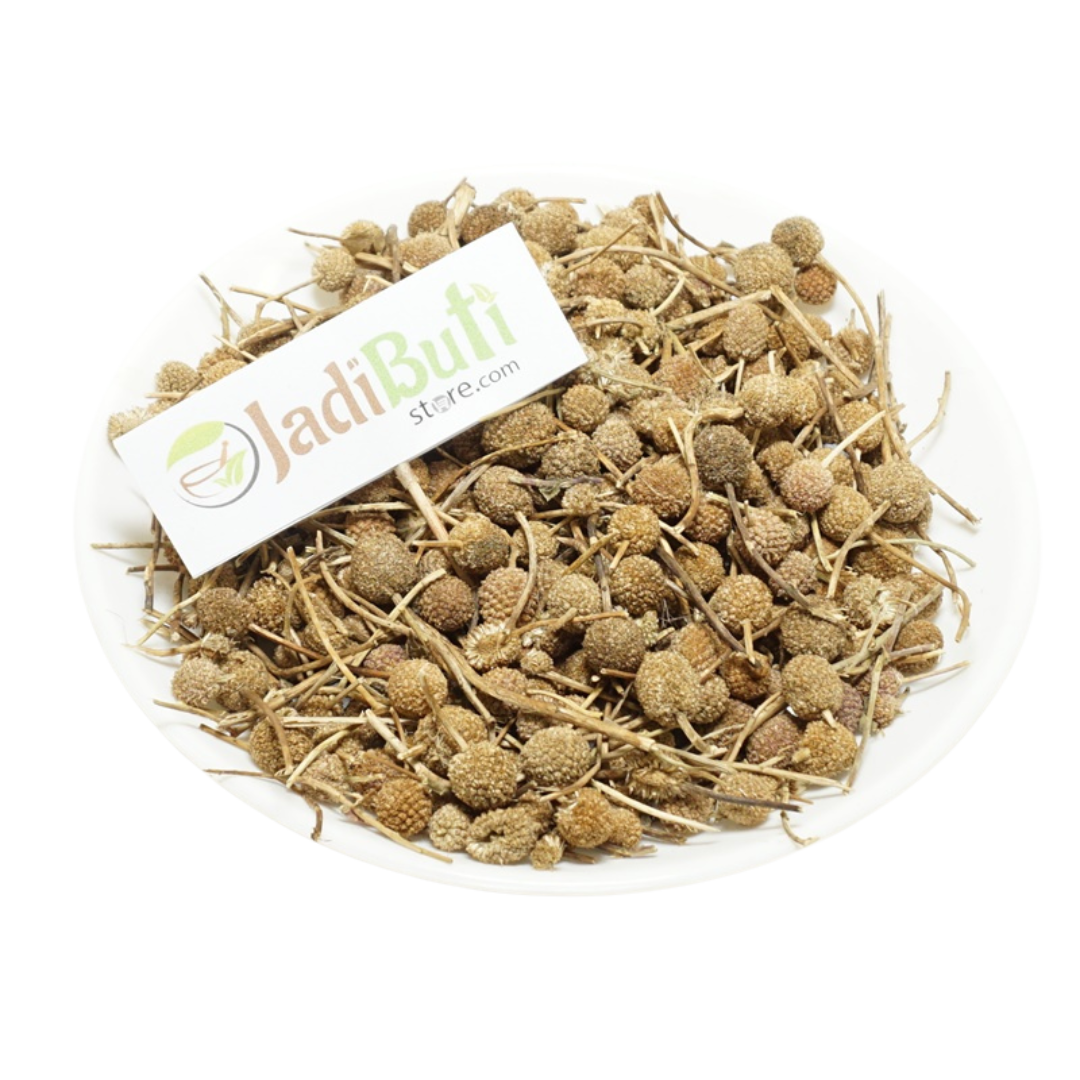 Gorakh Mundi - गोरखमुंडी - Asteraceae - Sphaeranthus indicus