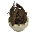 Jatamasi medicinal SKU (Nardostachys jatamansi) - Jadibuti Store