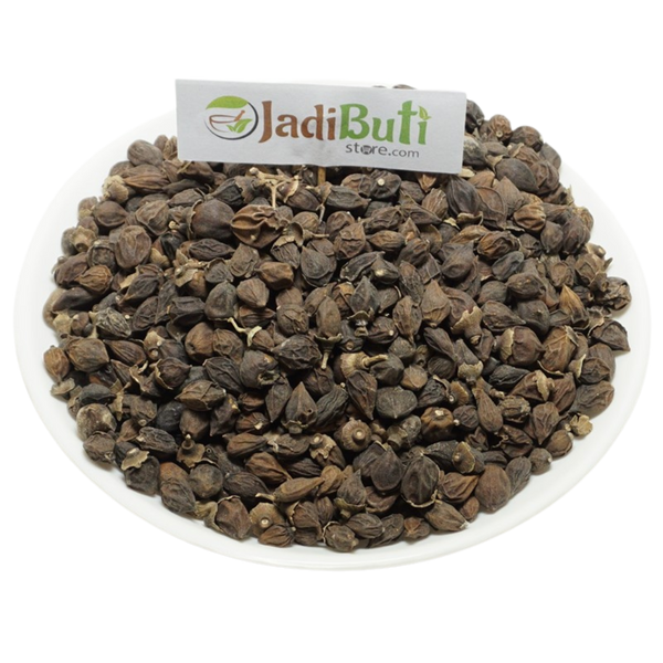 Lasoda spistan - लसोड़ा सपिस्तन - Sebesten - Cordia myxa