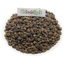 Lasoda spistan - लसोड़ा सपिस्तन - Sebesten - Cordia myxa