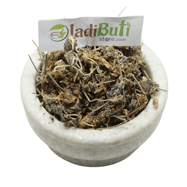 Lavender -UsteKhadoos - उस्तेखादूस - Arabian Lavender - Lavandula stoechas