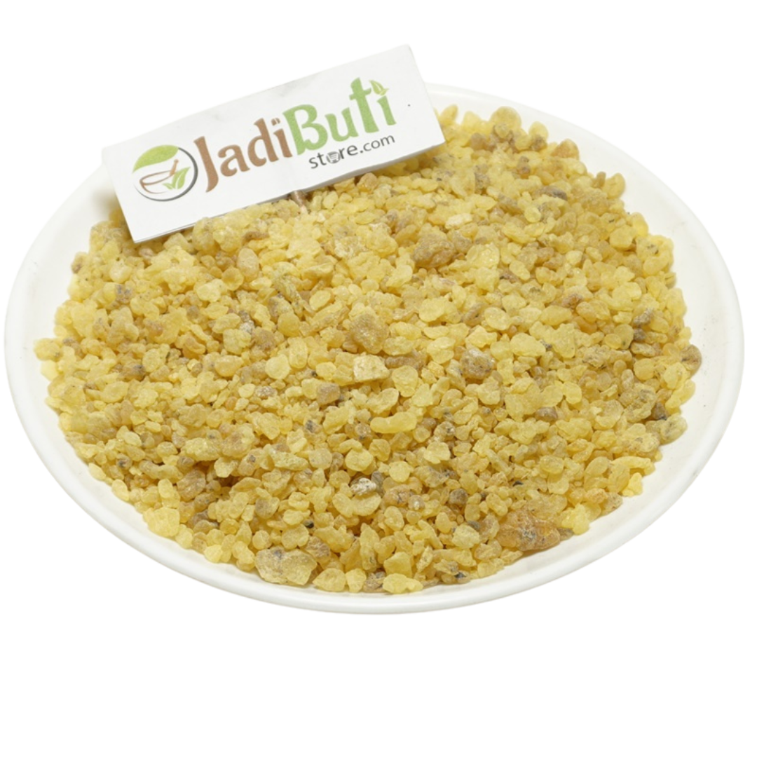 Mastagi Kota - मस्तगी कोटा - Mastic Tree - Pistacia lentiscus