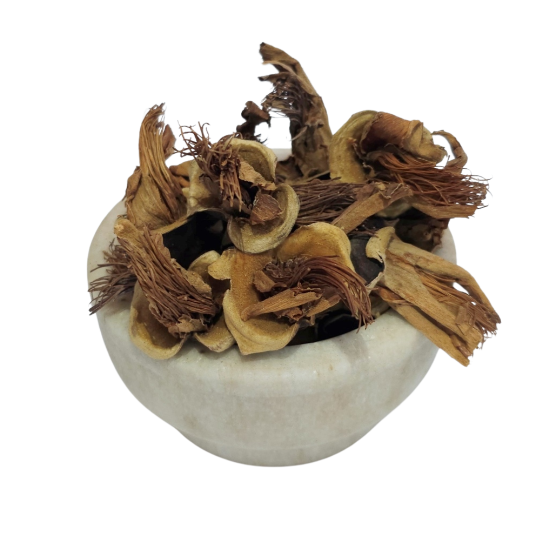 Semal phool - silk cotton tree - Bombax B. ceiba