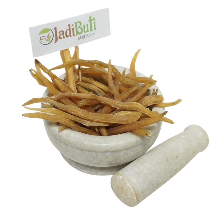Shatavari dried roots in a mortar with pestle - Jadibuti Store